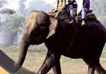 India Elephant Safari