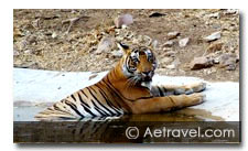 Bandhavgarh Tiger Safari