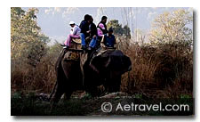 Elephant Safari India