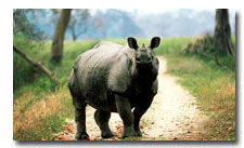 Rhino, East India Wildlife Tour