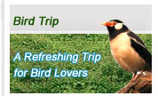 India Birding Trip, India Adventure Tours