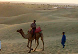 Camel Safari Tour