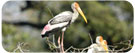 India Birding Tours, India Adventure Tours