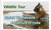 India Wildlife Safari