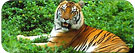 India Wildlife Safari, India Adventure Tours