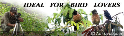 India Birding Tours