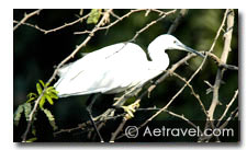 Birding Tour in Rajasthan 