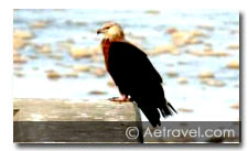 Birding in Ladakh 