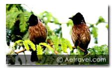 Birding in Ladakh 