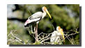 Birding Tour in Rajasthan