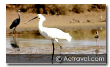 Birding in South India