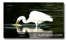 South India Birding Tour