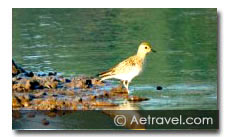 Birding Tour in South India 