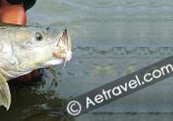 India Fishing Tours