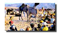 Rajasthan Horse Safari