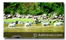 Corbett Horse Safari