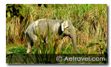 Bandipur National Park