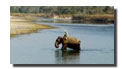 South India Wildlife Tour