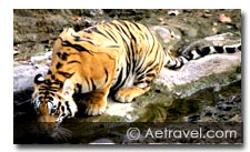 Sunderbans National Park Tour
