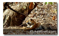 Tiger Safari India